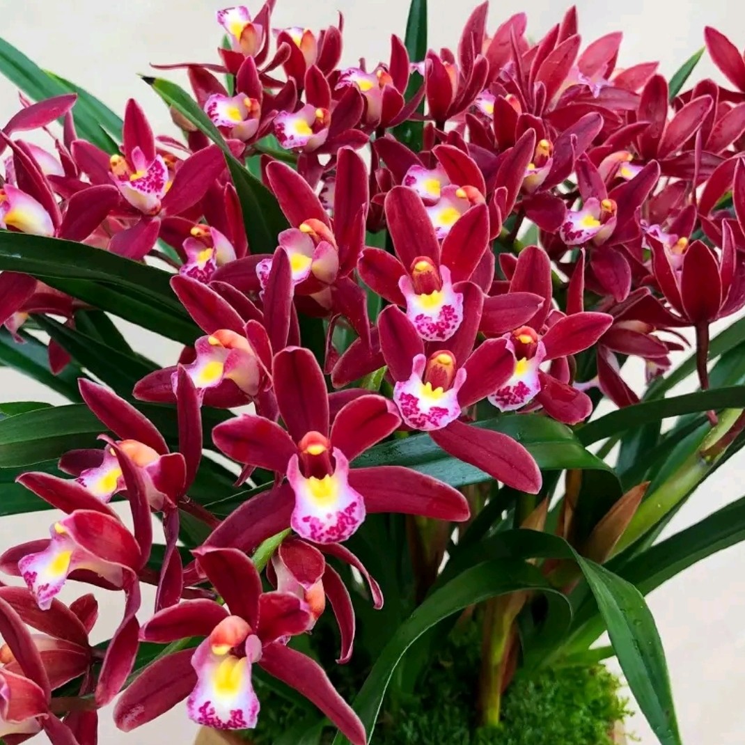 年宵花高贵名品【红双喜】 兰花净化空气勤花勤芽 好养易活盆栽红色