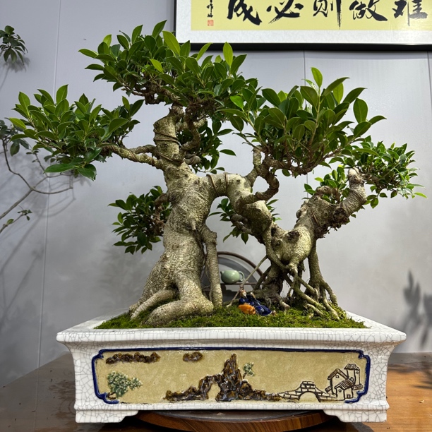 原生桩气根虎皮榕（手工石弯花盆）客厅绿植盆栽大型室内摆件