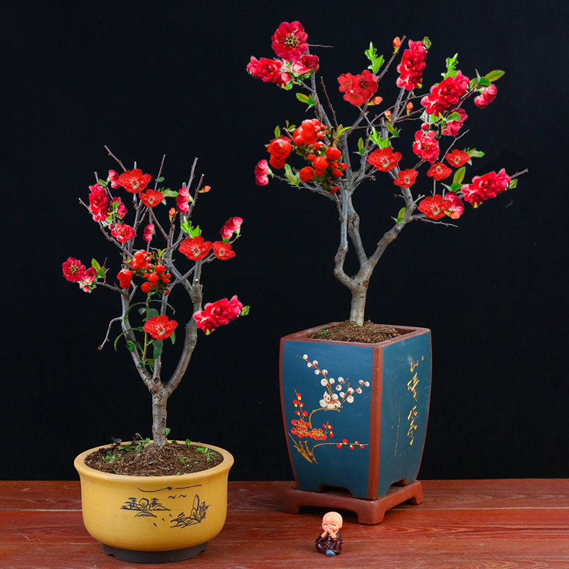 海棠花盆栽好养长寿冠花卉室外植物室内盆景老桩耐寒植物四季植物