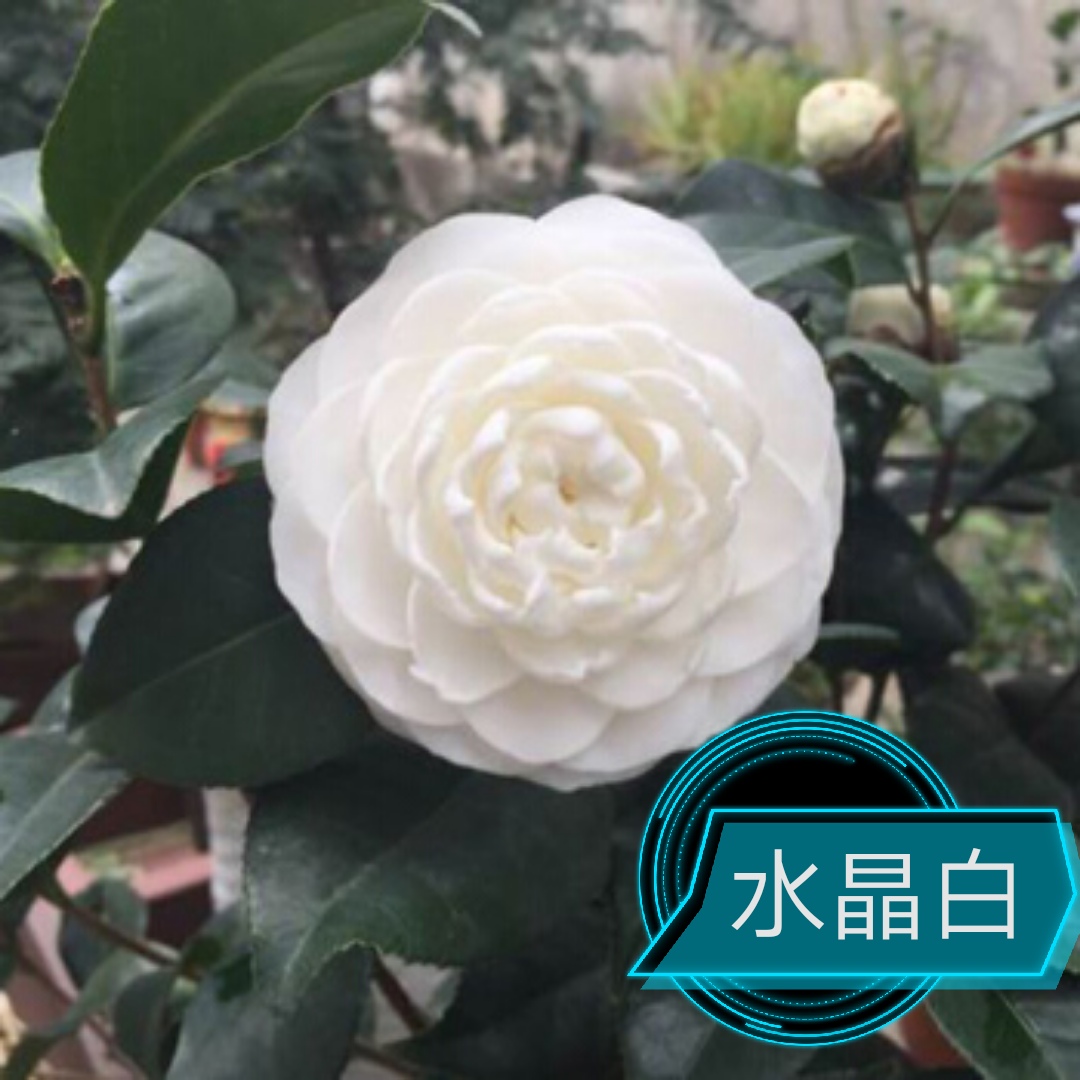 【水晶白~云涛茶花】品种茶花阳台花园庭院植物观赏花卉