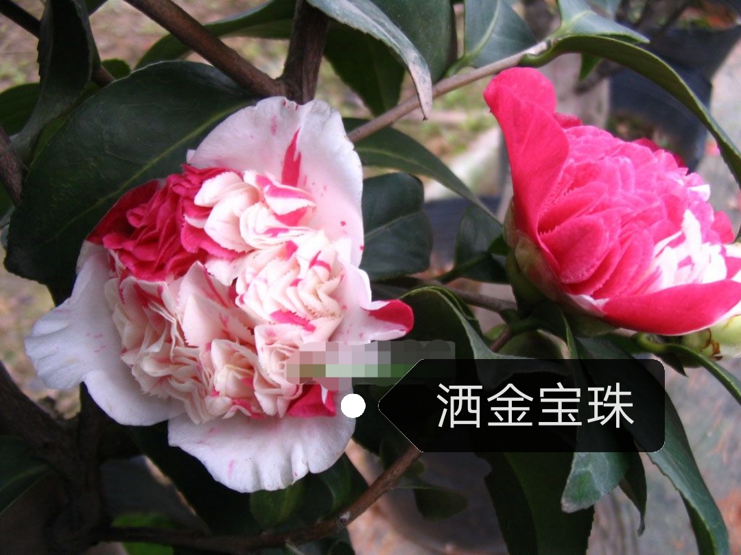 ＜洒金宝珠＞百种进口品种茶花正版阳台花园庭院植物观赏花卉