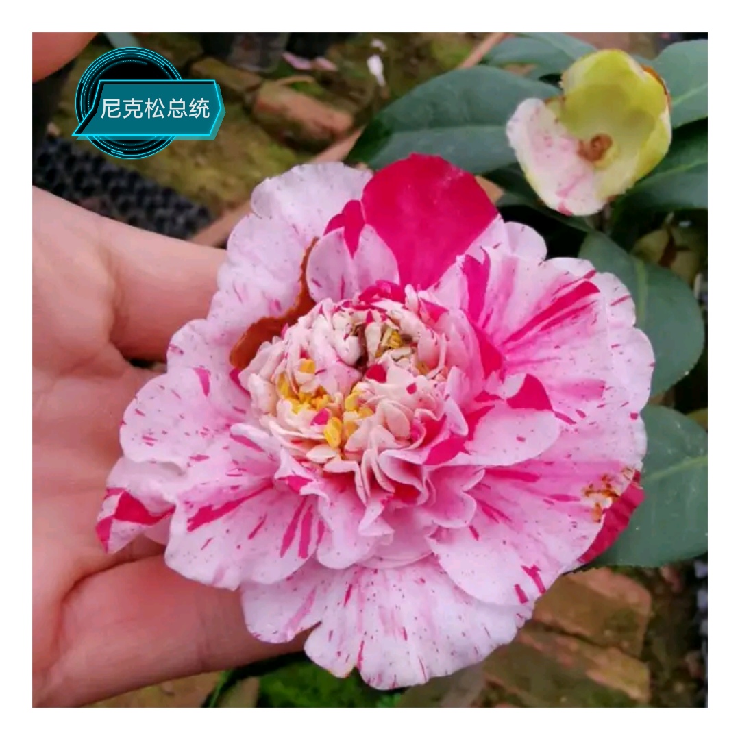 ＜尼克松＞百种进口品种茶花正版阳台花园庭院植物观赏花卉