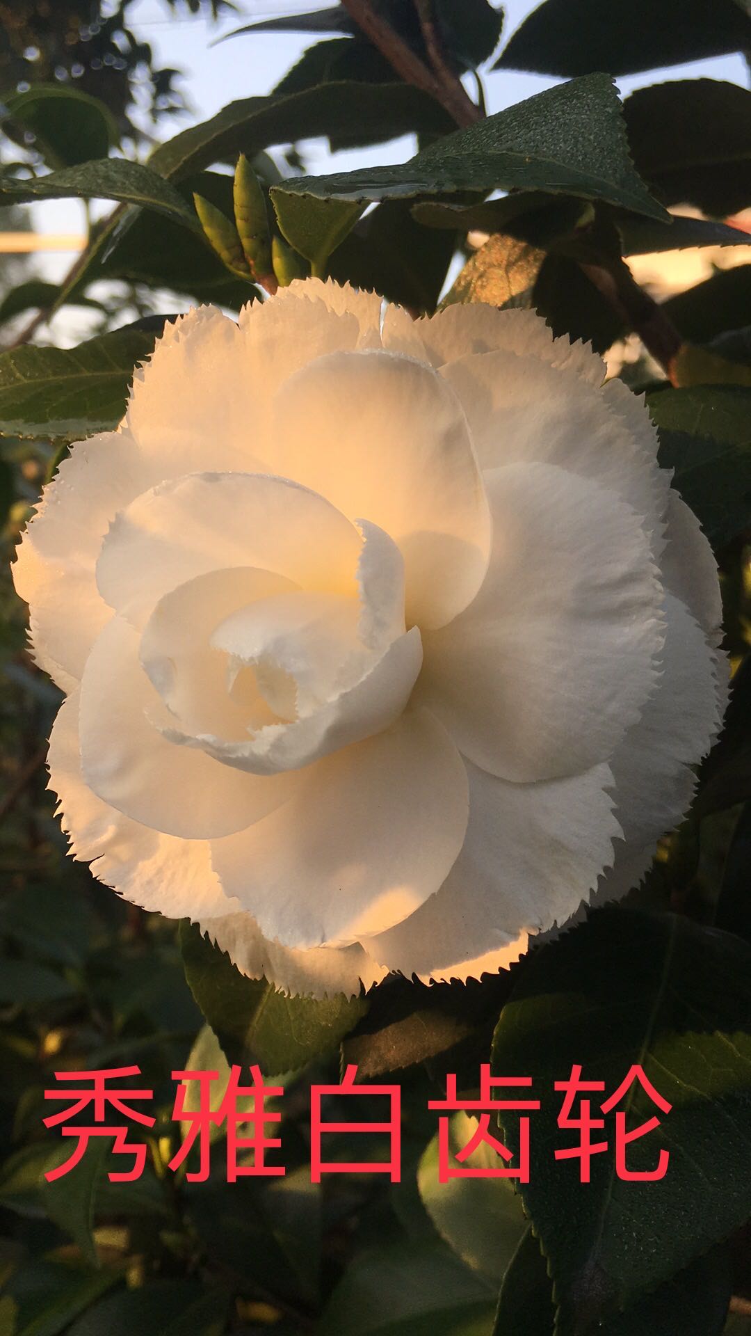 秀雅大齿轮【云涛茶花】品种精选阳台花园庭院植物观赏花卉