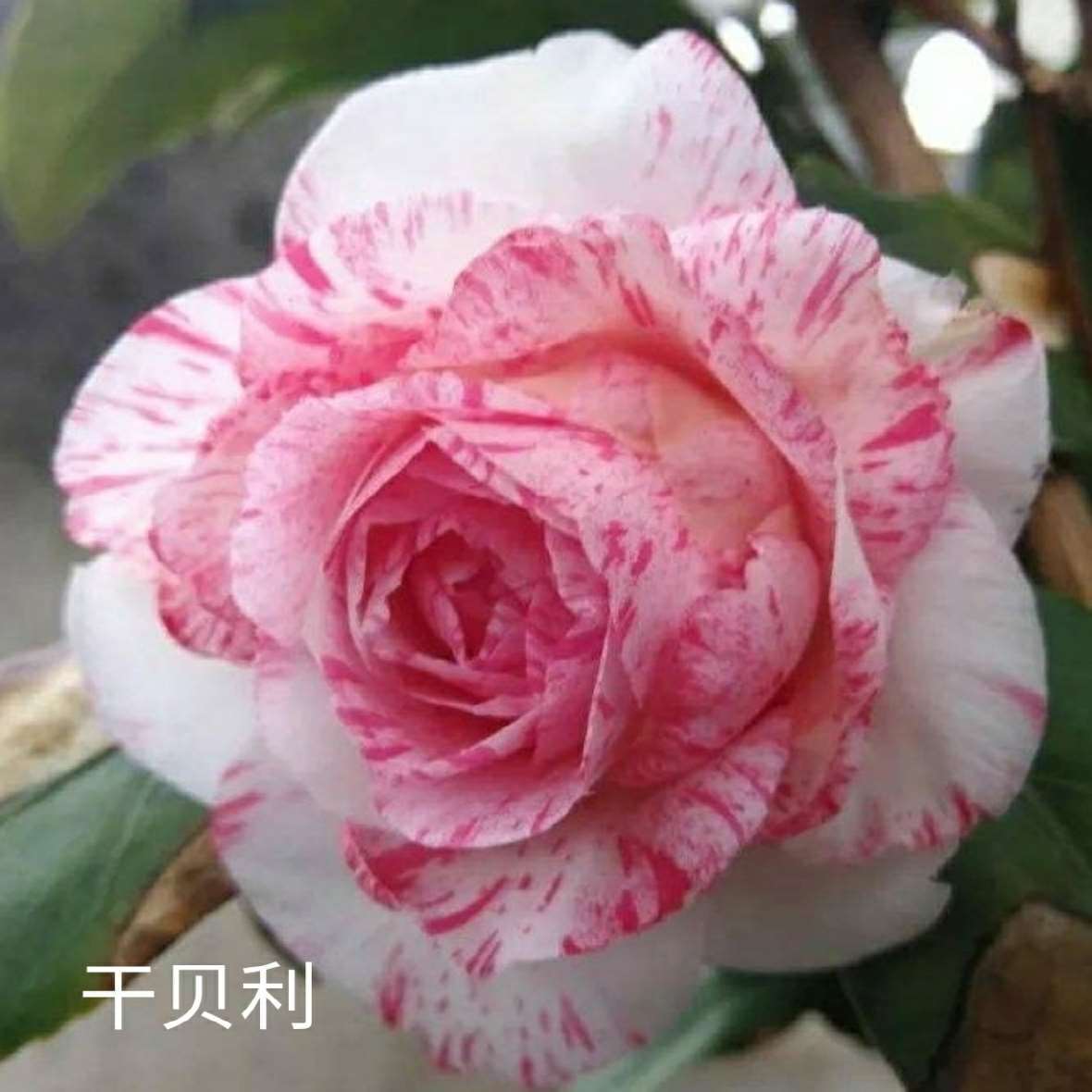 【干贝利~云涛茶花】品种茶花阳台花园庭院植物观赏花卉