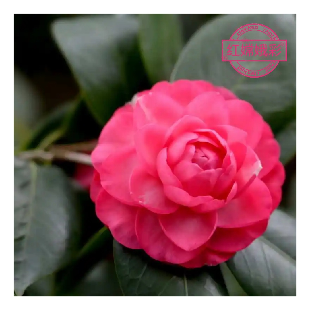 红嫦娥彩【云涛茶花】品种茶花精选阳台花园庭院植物观赏花卉