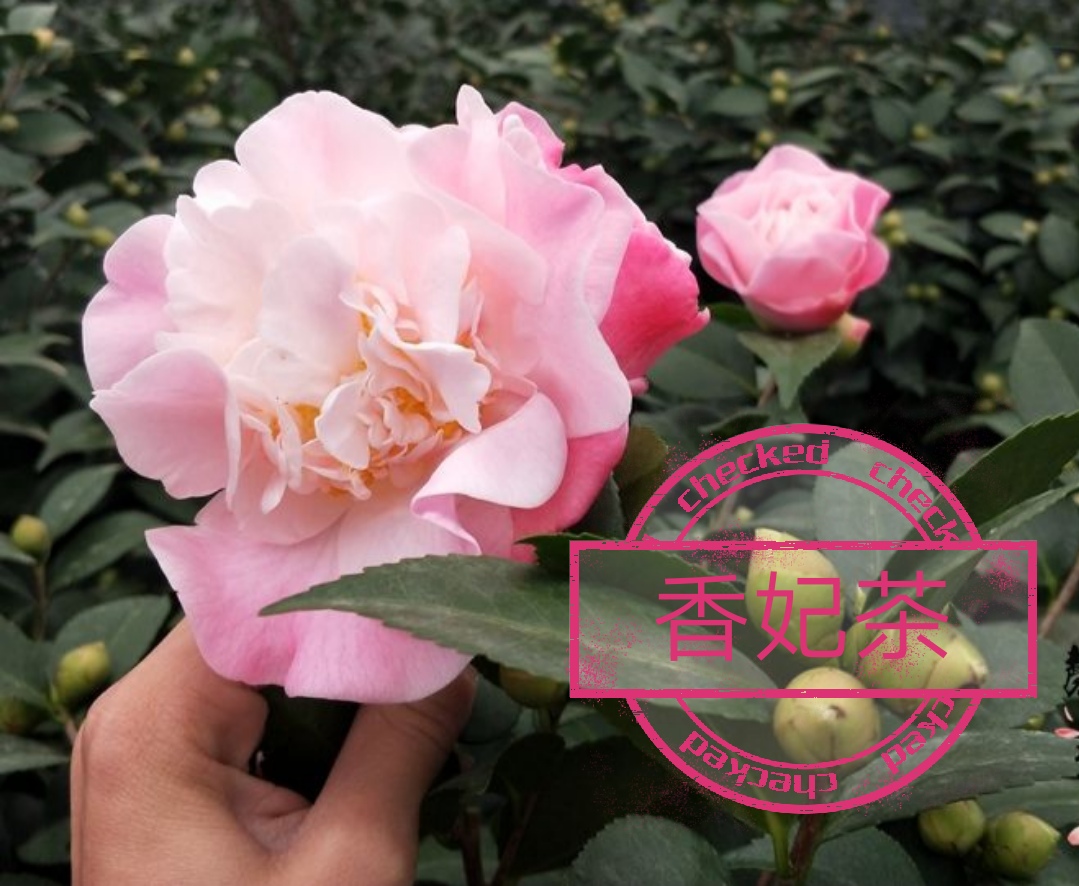 【香妃~云涛茶花】品种茶花精选品种苗阳台花园庭院植物观赏花卉