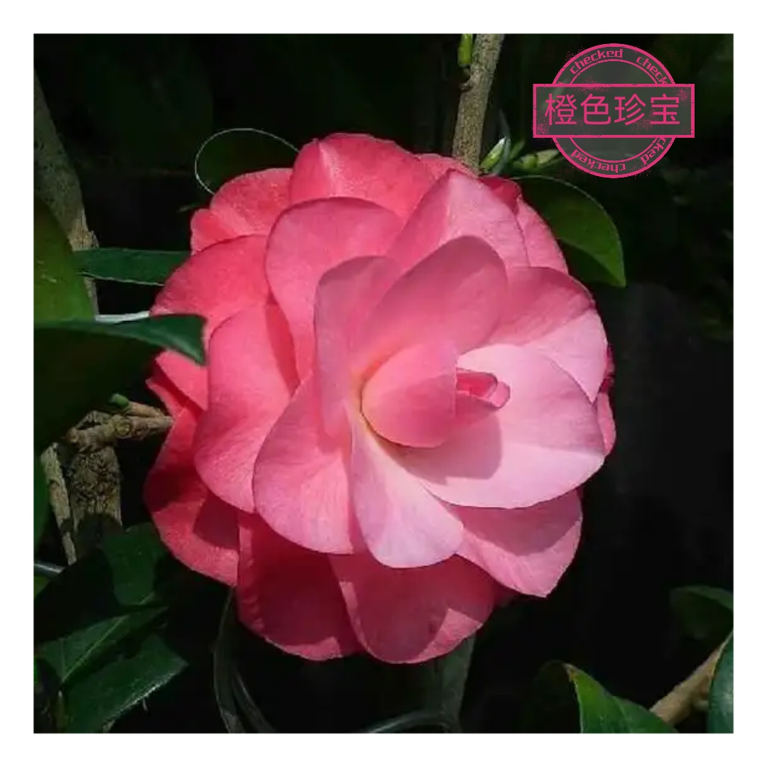 橙色珍宝【云涛茶花】精选阳台花园庭院植物观赏花卉