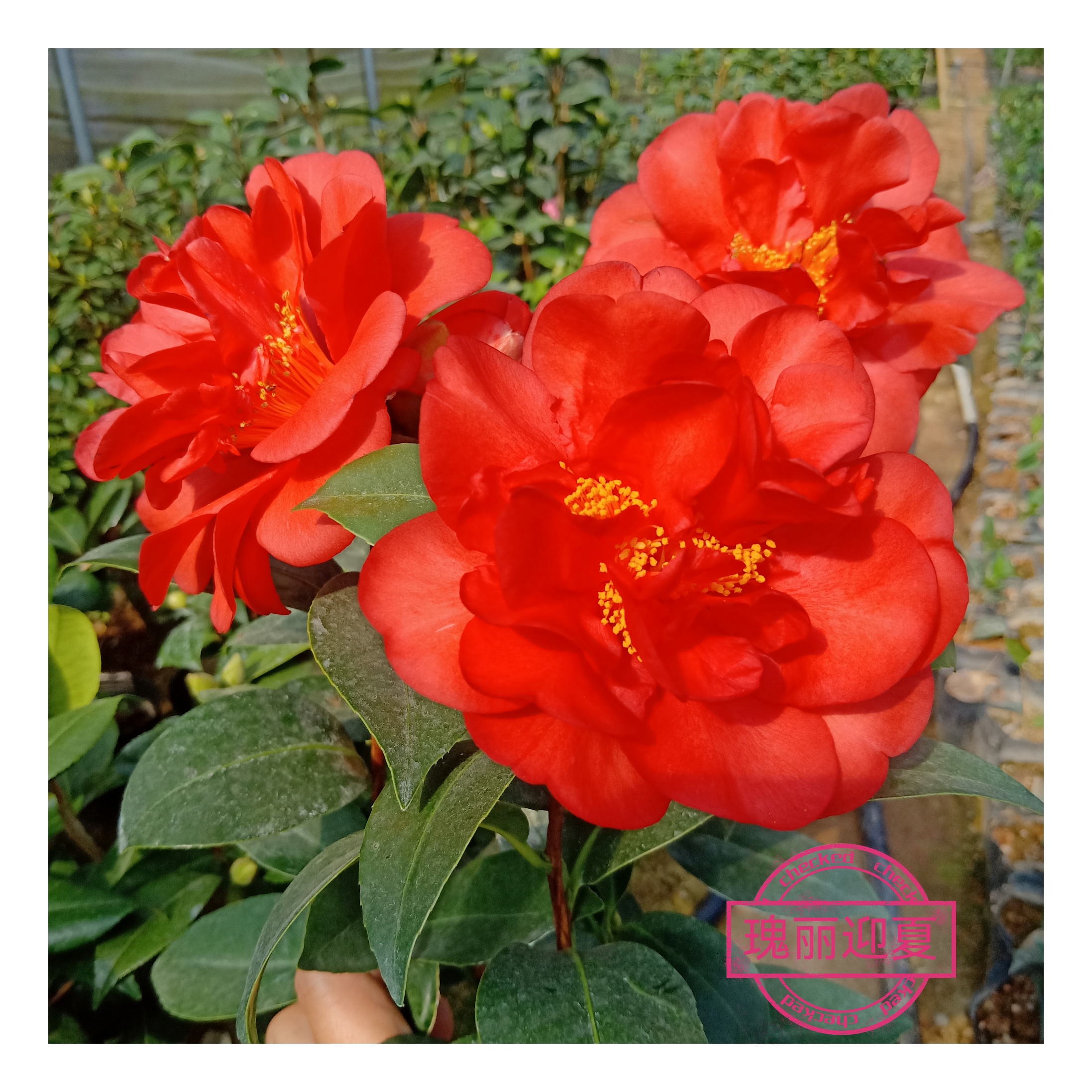 【瑰丽迎夏~云涛茶花】品种茶花精选品种苗阳台花园庭院观赏花卉
