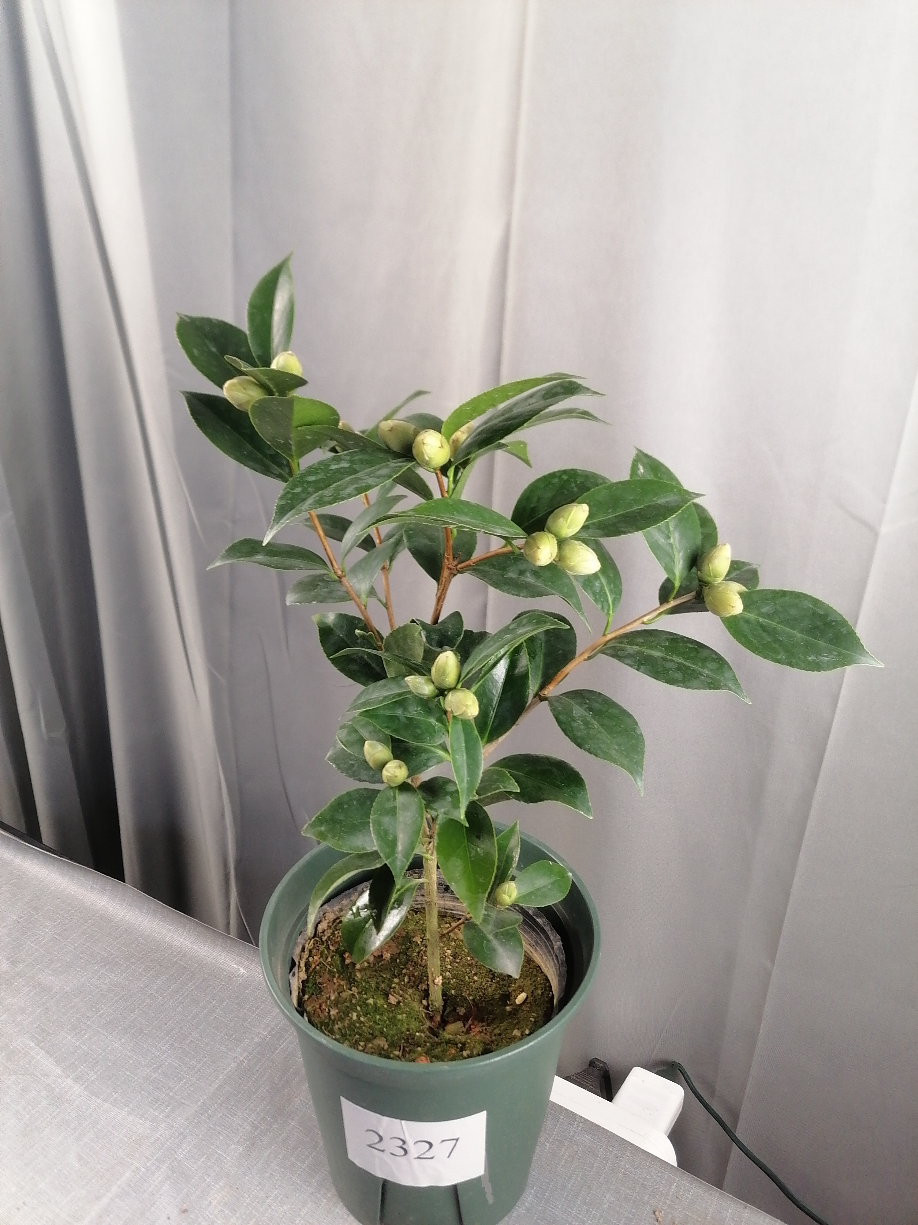 《玉丹》一物一拍品种茶花