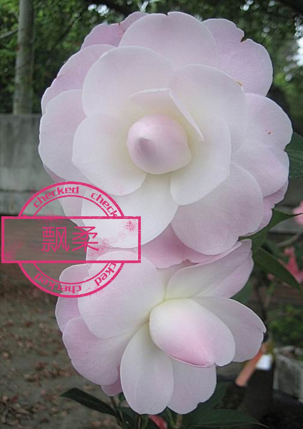 飘柔【云涛茶花】品种茶花精选阳台花园庭院植物观赏花卉