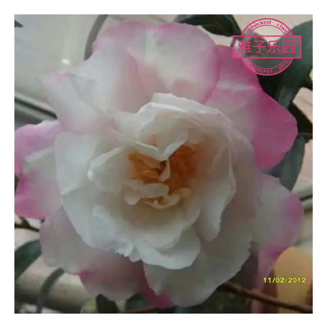 雅子乐园【云涛茶花】品种精选阳台花园庭院植物观赏花卉