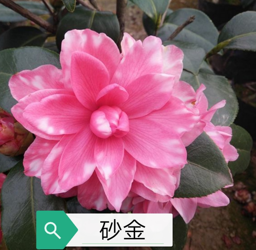 斑砂金【云涛茶花】品种茶花阳台花园庭院植物观赏花卉