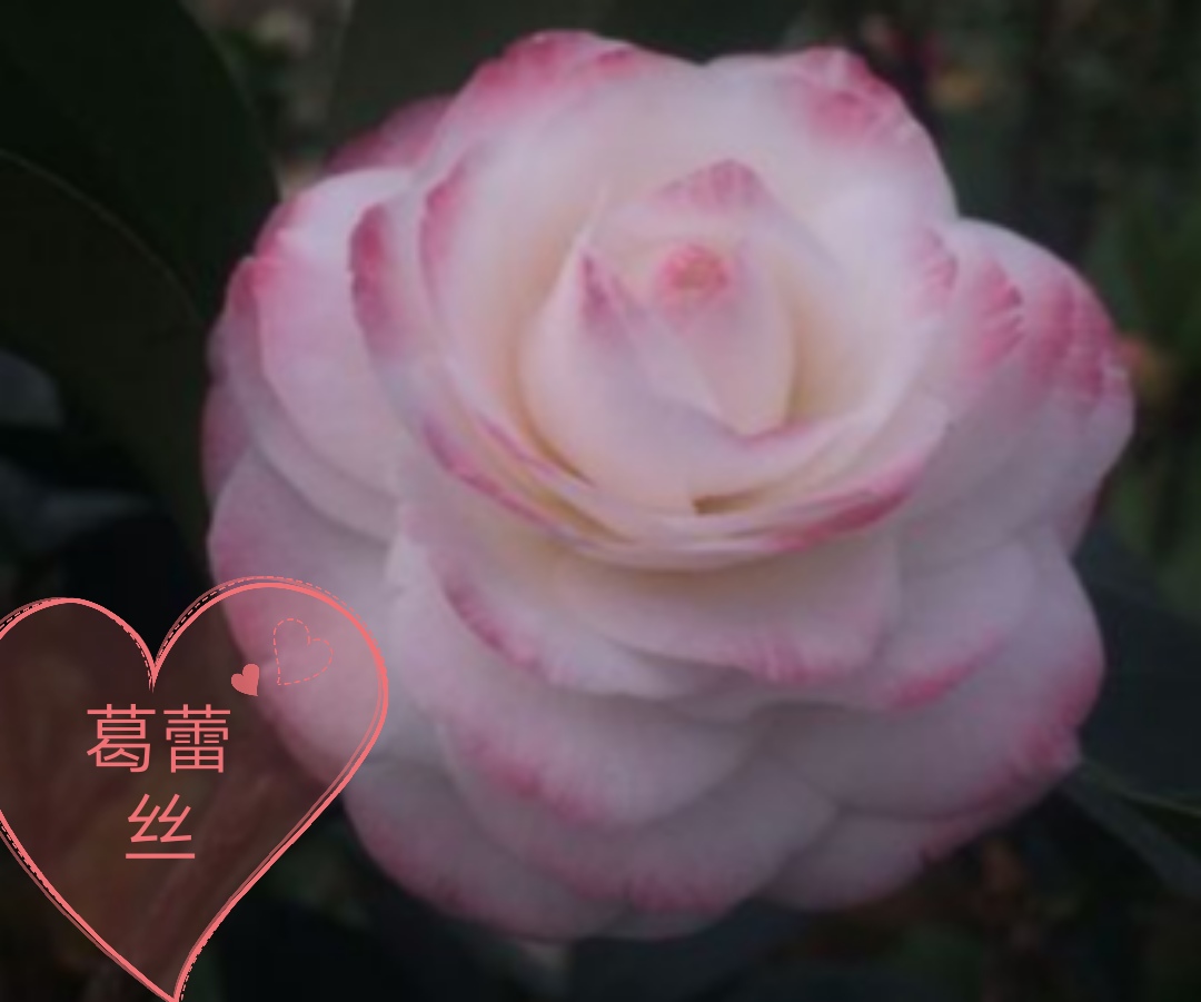 【葛雷丝~云涛茶花】品种茶花阳台花园庭院植物观赏花卉