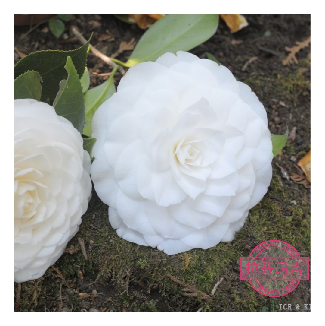 拉芬玛吉【云涛茶花】品种茶花精选阳台花园庭院植物观赏花卉