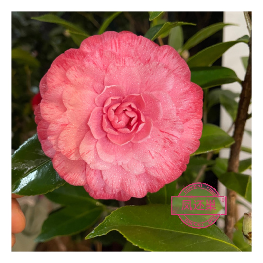 ＜凤还巢＞百种进口品种茶花正版阳台花园庭院植物观赏花卉