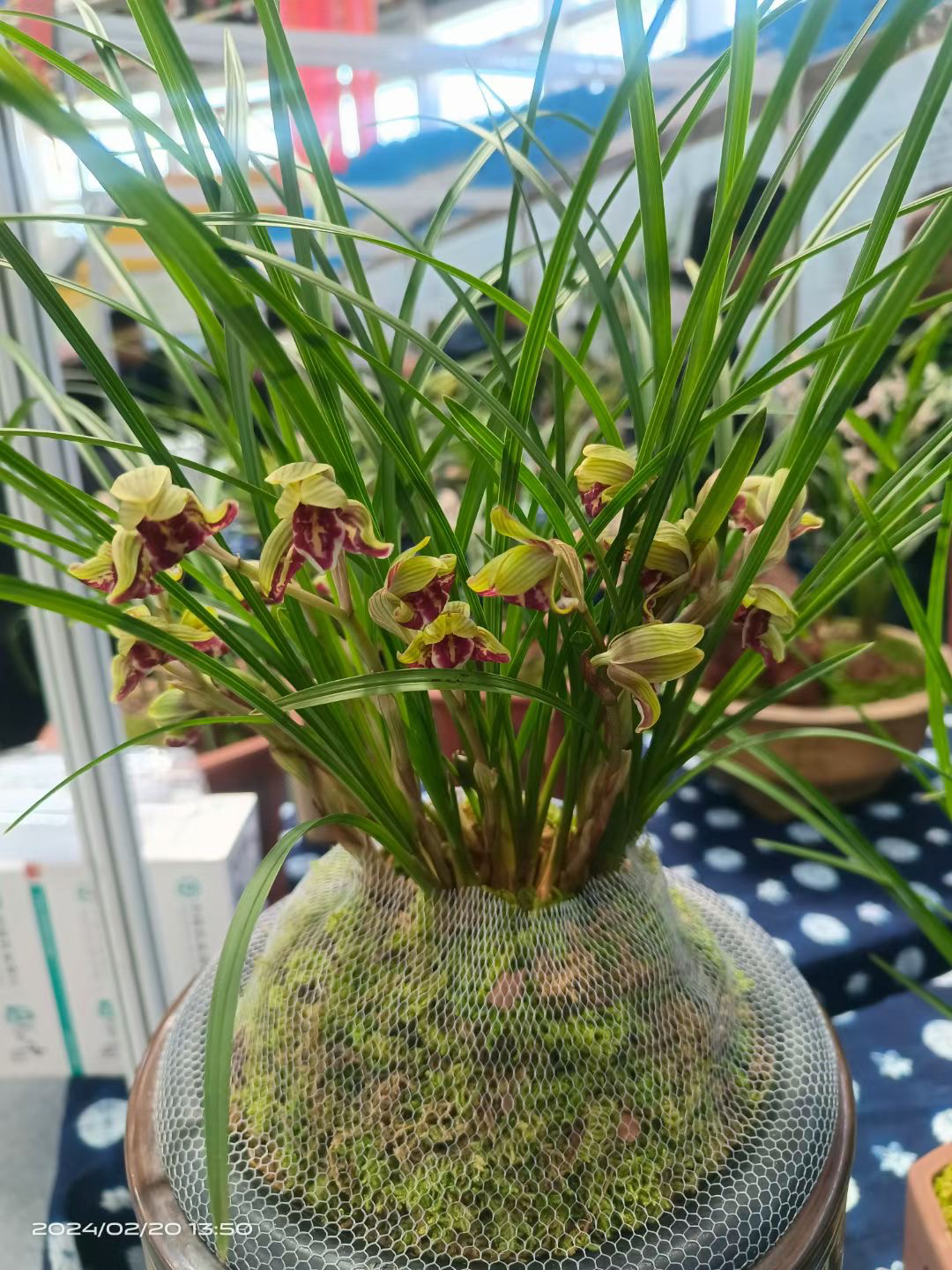 自产自销莲瓣兰花花卉绿植盆景盆栽