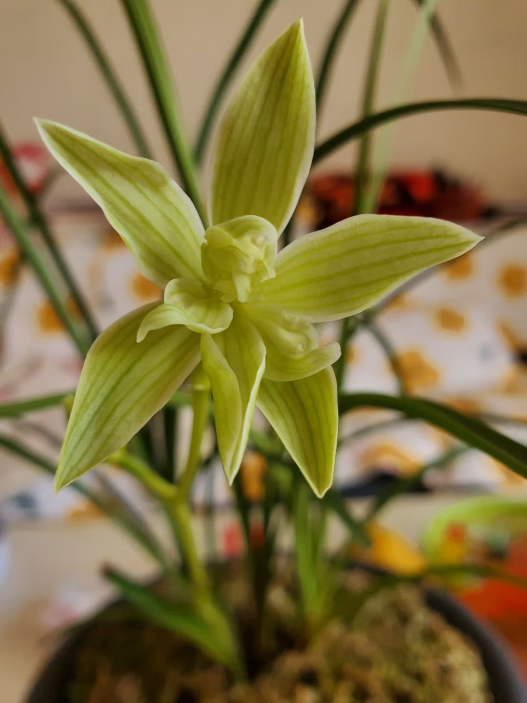 自产自销莲瓣兰花花卉绿植盆景盆栽