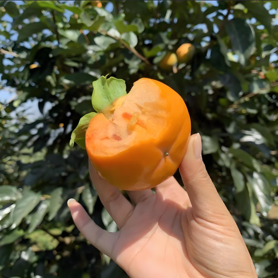 四川正宗嫁接阳丰脆柿树苗 不麻口 柿子树苗 南北方种植 盆地栽