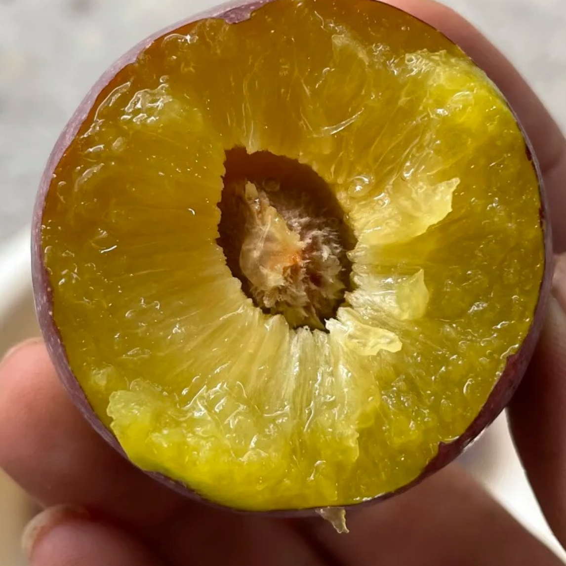 四川原产地 脆红李苗 脱骨李树苗 产量高 好种植8月成熟