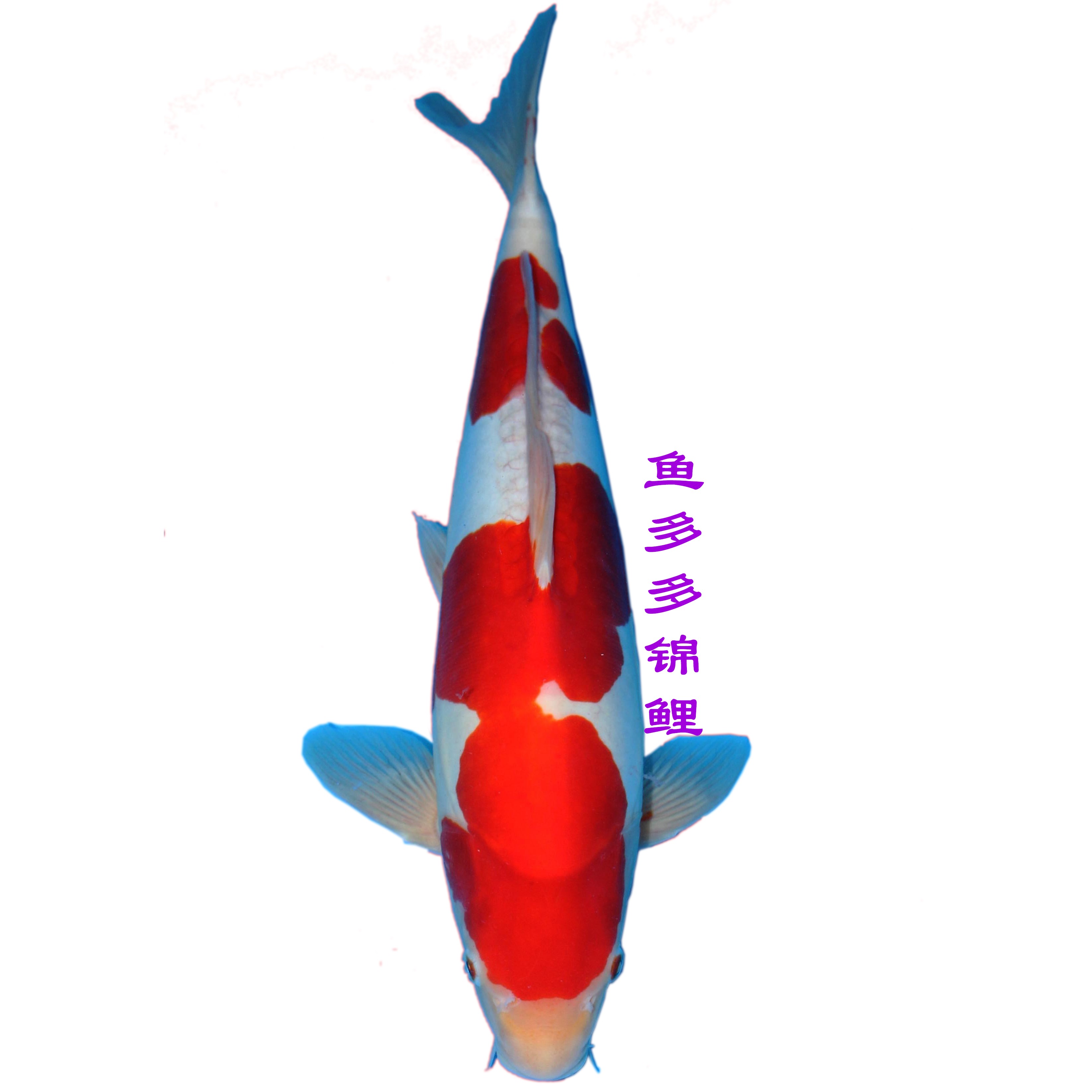 【鱼多多】血统锦鲤 落叶系母鱼产小苗  渔场直发 顺丰包邮