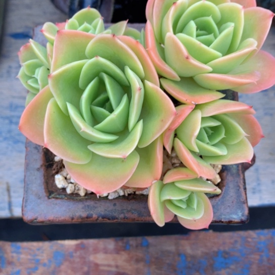 齐哥精品多肉植物花园