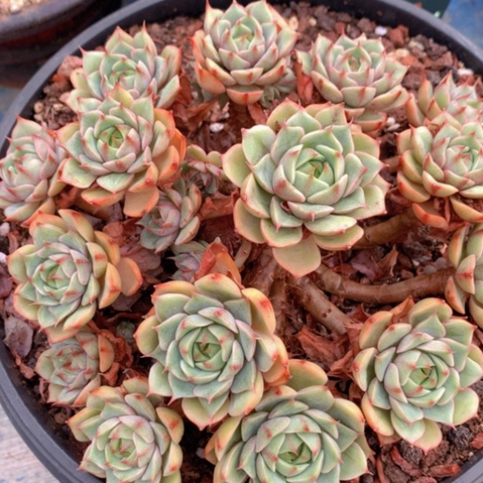 齐哥精品多肉植物花园