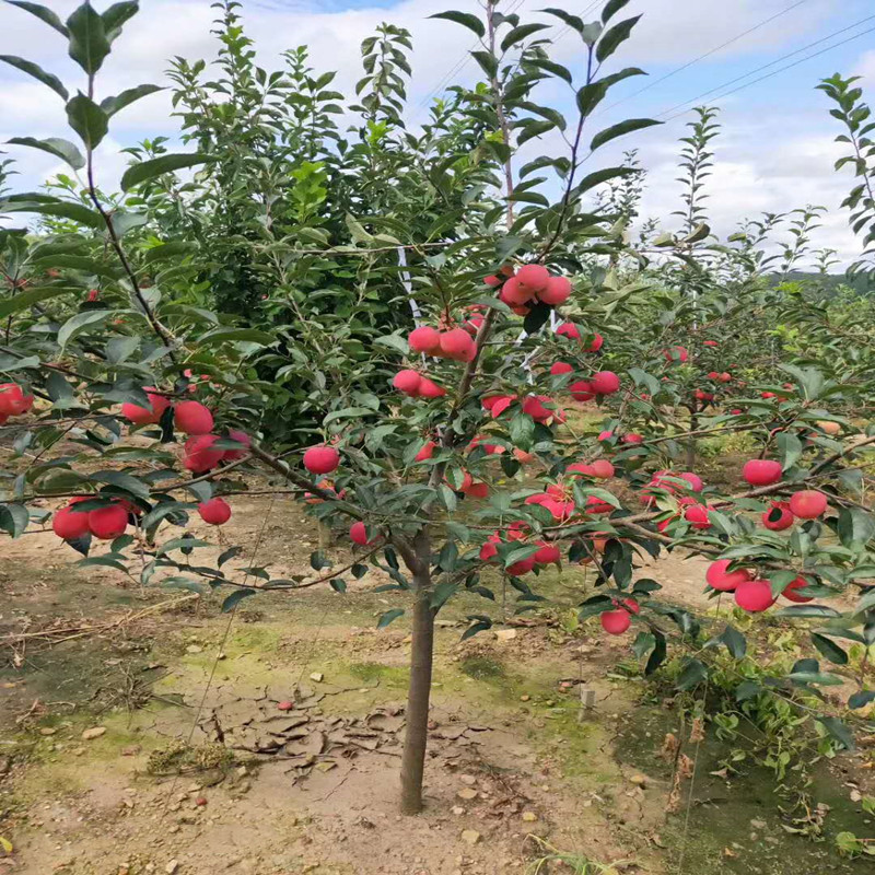 正宗果树锦绣海棠鸡心果树苗庭院种植大果南方种植苹果树栽种苗木