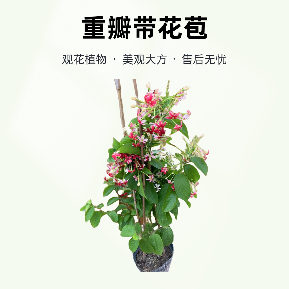 使君子花苗爬藤植物重瓣藤类攀爬花卉室外庭院阳台围墙植物