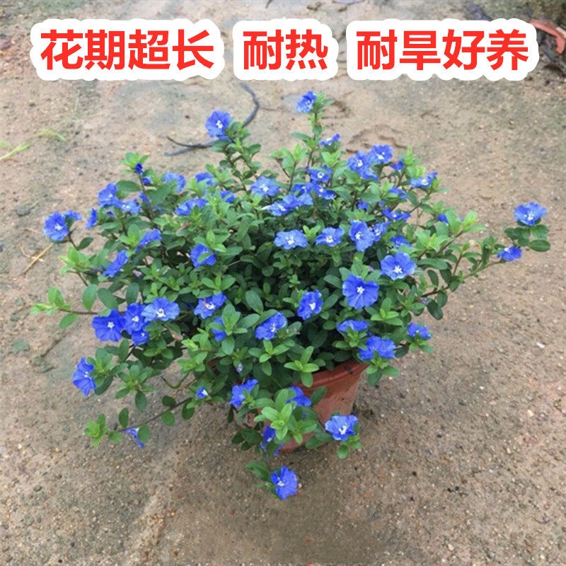 蓝星花盆栽庭院室内阳台易养活观花花卉植物耐热耐旱耐湿花开四季