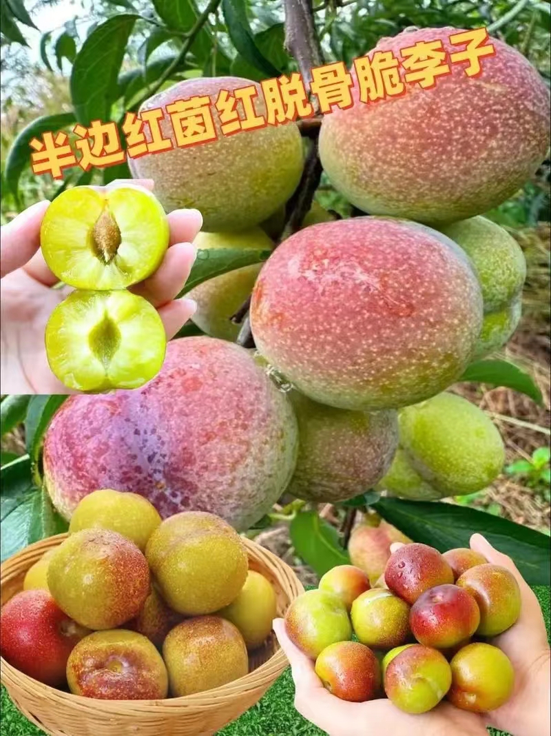 脆李子202410113212123