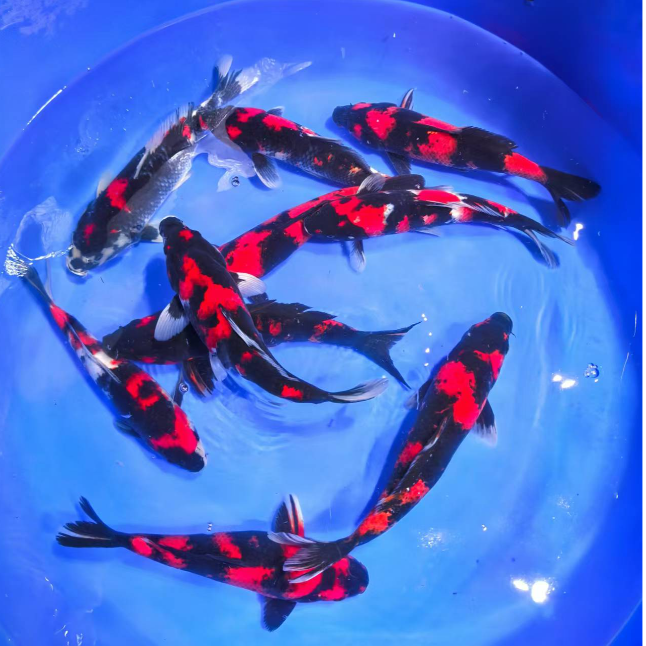 1锦鲤观赏鱼昭和绯写白写红白大正 包活 不包邮