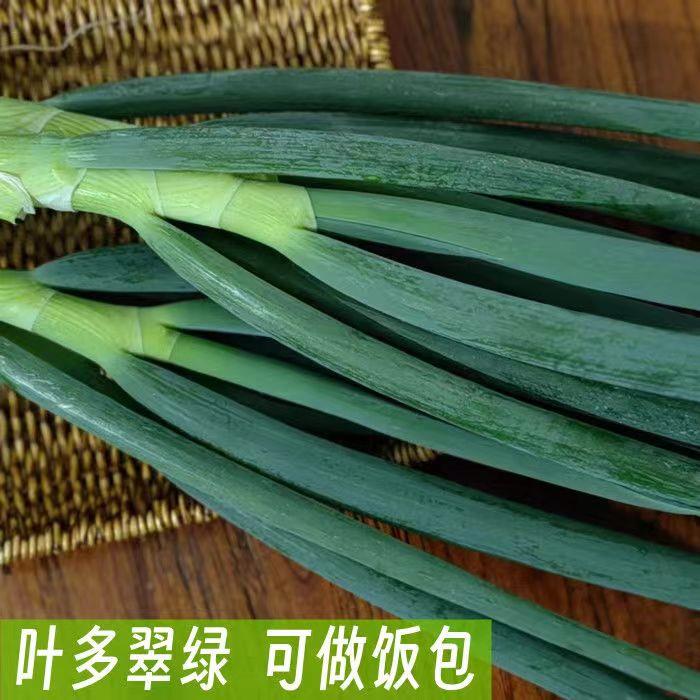 山东葱葱叶新鲜饭包苗带根东北新鲜葱葱苗山东葱蘸酱葱叶