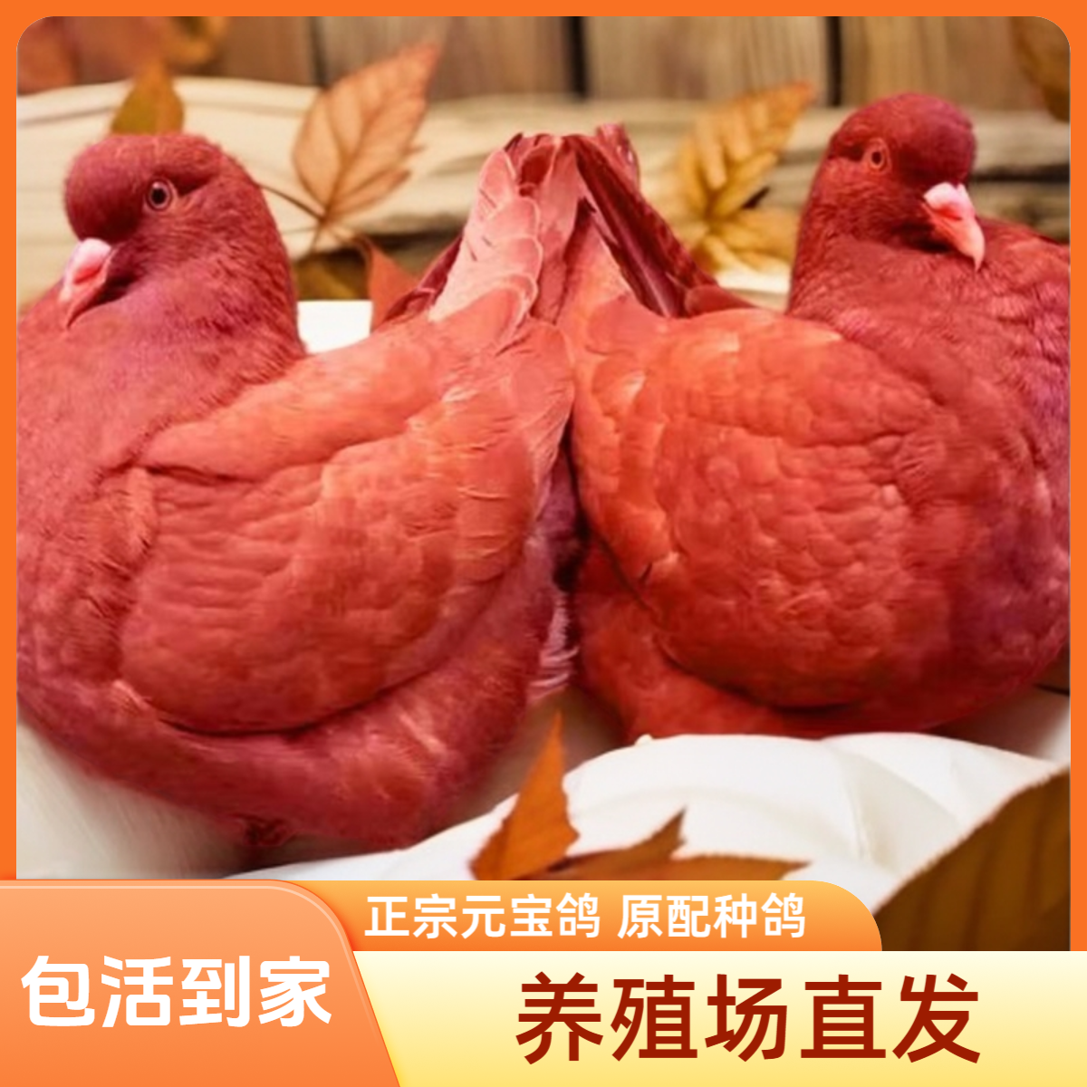 元宝圆环直播间专用链接