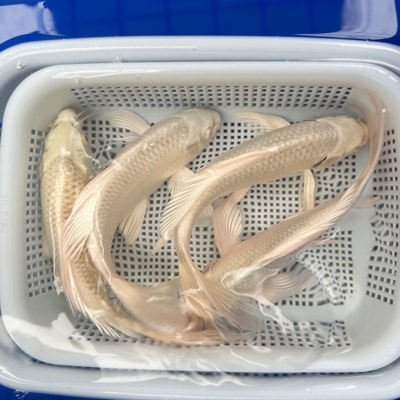 【大白金锦鲤】20-25公分 好养耐活包邮冷水观赏鱼锦鲤鱼