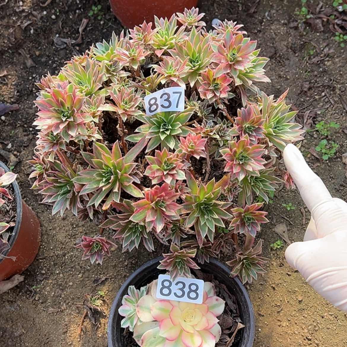 【闪购商品】837-838