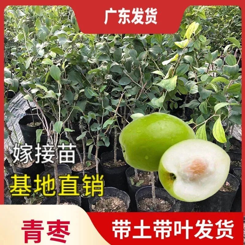 台湾大青枣果树苗南方种植嫁接苗庭院四季盆栽地栽水果 果树果苗