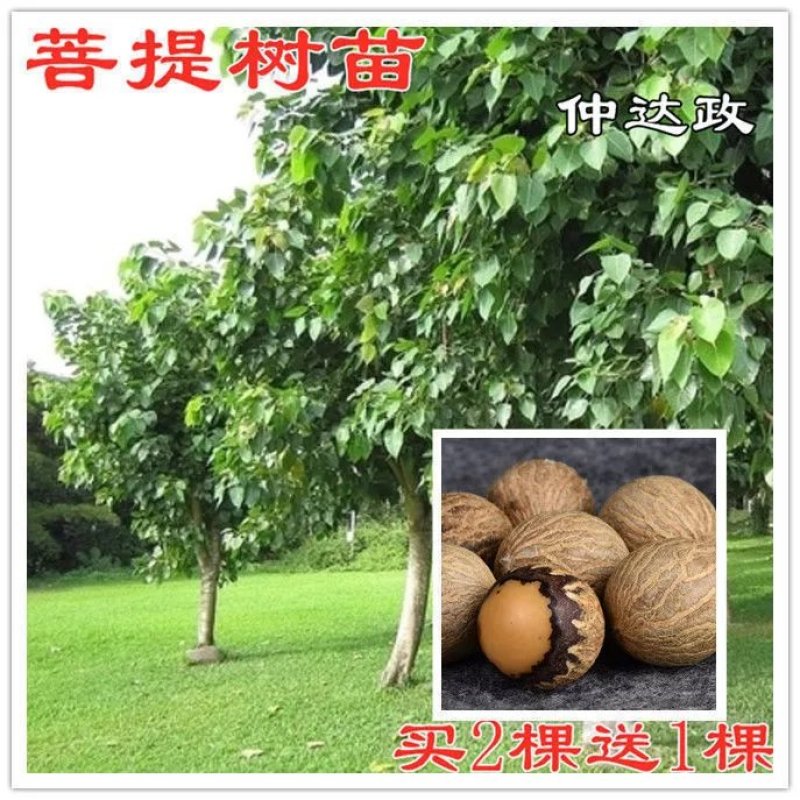 菩提树苗 正宗金刚菩提树苗 庭院绿化菩提子佛树盆栽地载平安树