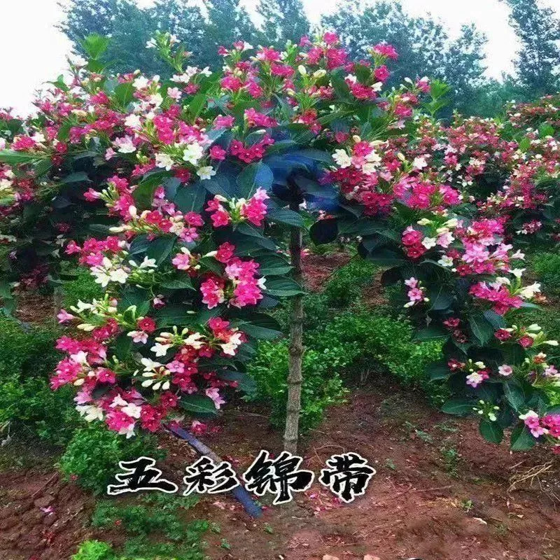 五彩锦带花五彩锦带树苗五彩锦带苗四季开花红王子锦带花苗花庭院