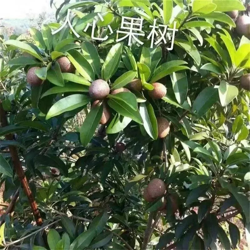 人心果珍贵南方人参果苗人心果南方四季种植