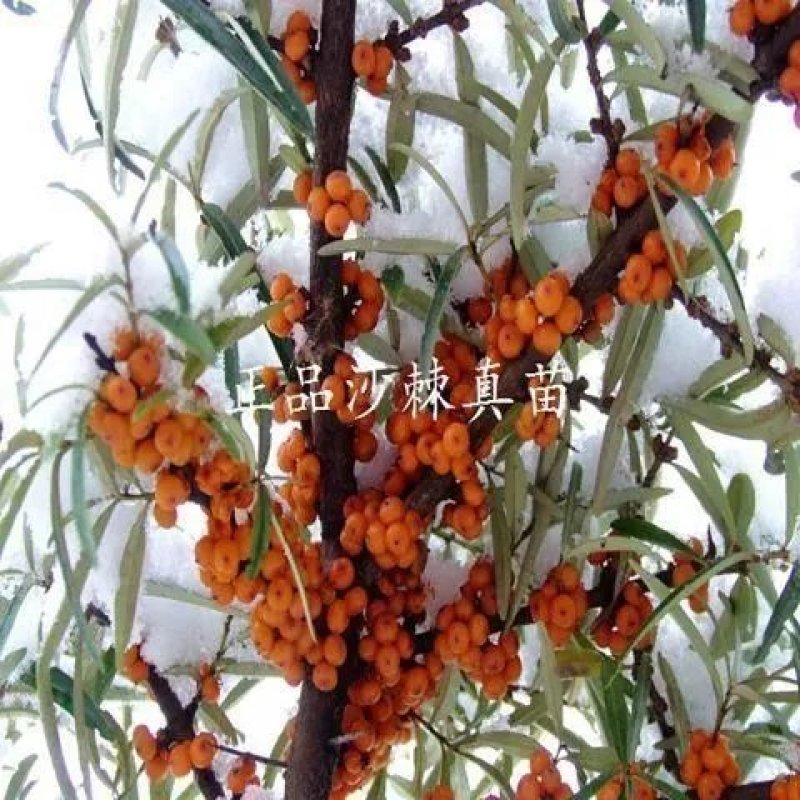 大果沙棘苗 沙棘树苗盆栽/地栽沙棘果树苗 沙棘树苗 南北方种植