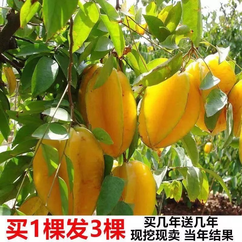 杨桃树苗四季甜杨桃果树苗嫁接苗酸杨桃苗盆景阳台庭院地栽种植