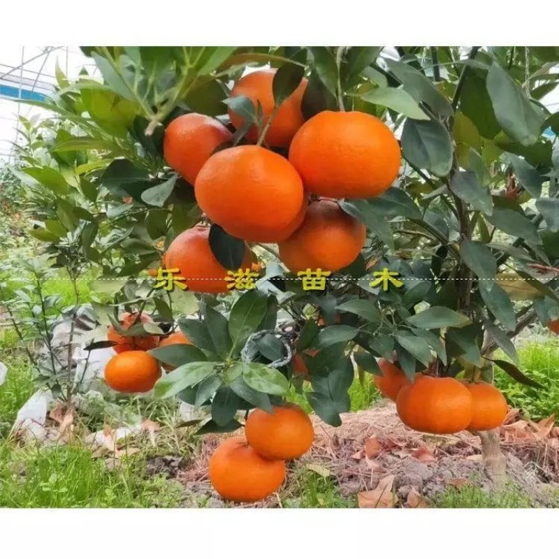 甘平柑橘苗爱媛34号大果皮薄肉嫩化渣高档柑橘湖南果苗基地