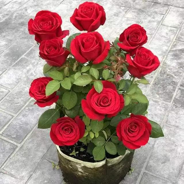 耐寒好活四季开花玫瑰花苗室内外阳台盆栽庭院花卉大花玫瑰月季苗