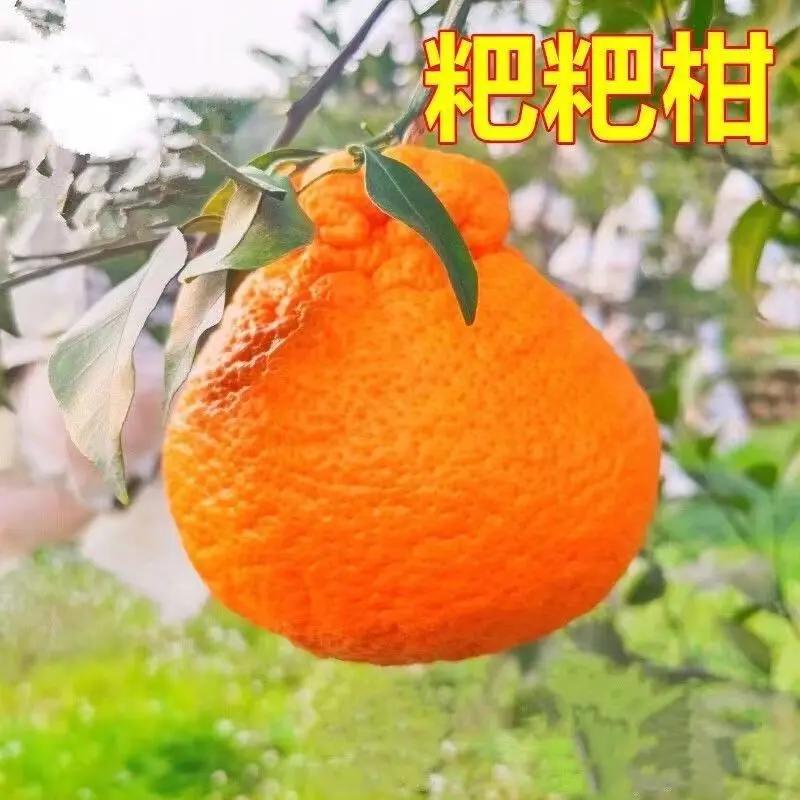 四川正宗春见耙耙柑树苗不知火柑桔丑八怪柑橘子树苗耐寒基地直发