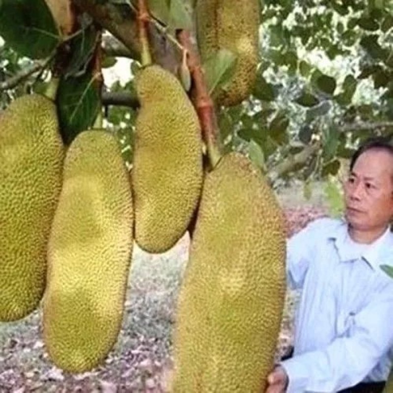 马来西亚一号菠萝蜜苗木菠萝树苗南北方果树苗四季红肉菠萝蜜苗木