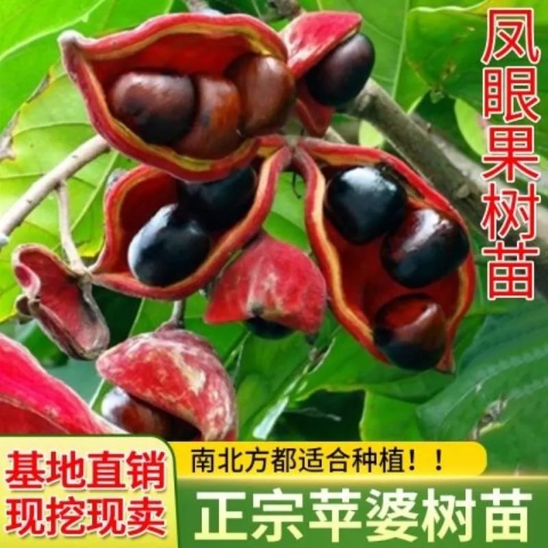 凤眼果树苗 苹婆树苗 果树苗当年结果盆栽果树苗当年结果苹婆果苗