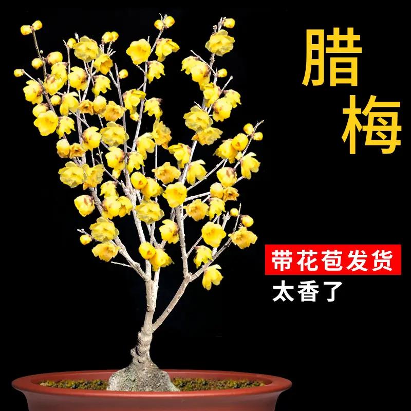 腊梅花树苗盆栽带花苞耐寒老桩盆景花卉植物室内花四季红绿梅花苗