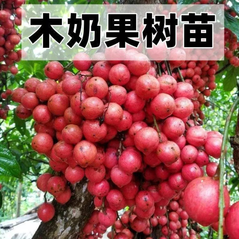 木奶果三丫果嫁接彩色水果南北方盆栽地栽种植耐寒耐旱当年结果苗