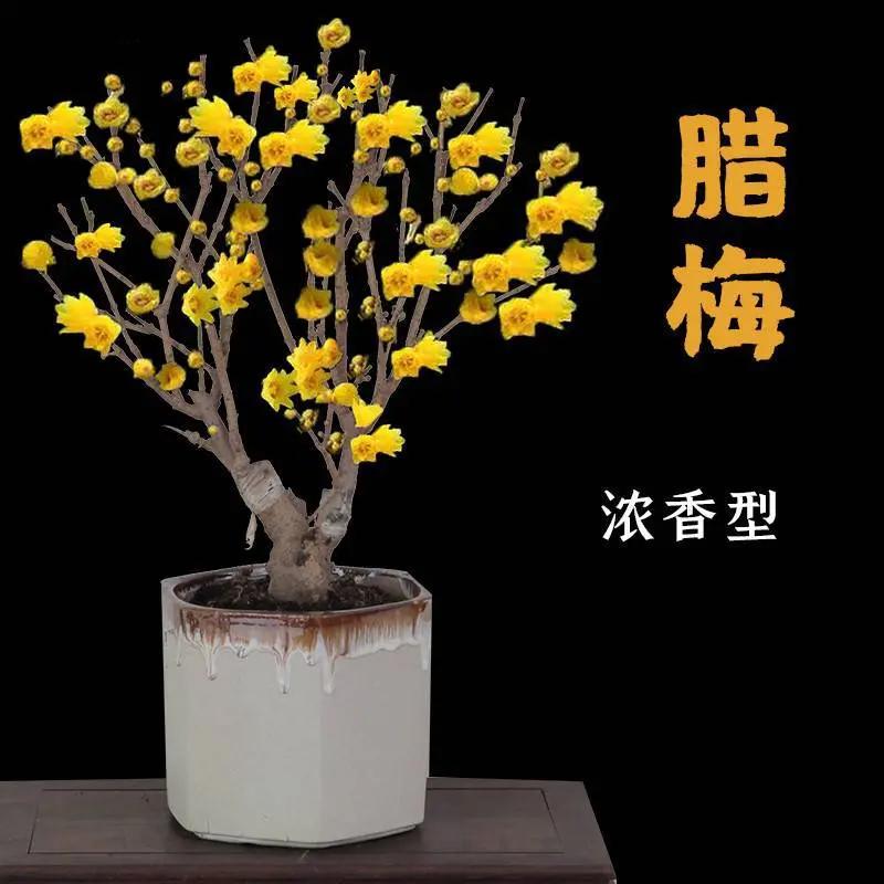 庭院浓香型花卉 素心腊梅花树苗盆栽 腊梅盆景树桩 嫁接耐寒梅花