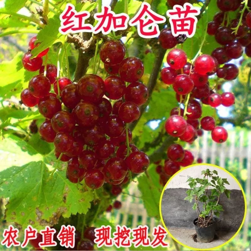 红醋栗果树苗盆栽灯龙树苗红绿灯笼果树苗适合南北方种植当年结果